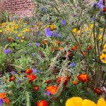 The Secret Walled Garden