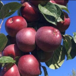 Oct 2025 - Apples, Market, Allotment, Half Term Cycling, Gardening Classes, Soup, Halloween Trail
