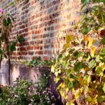 The Secret Walled Garden