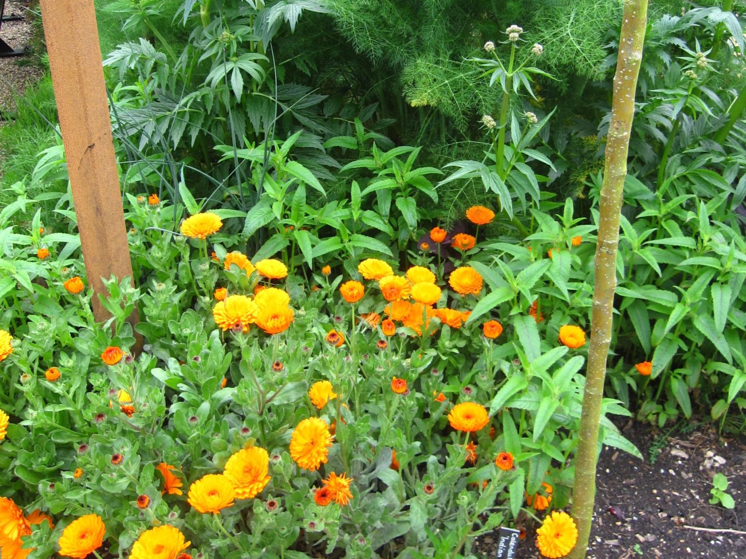 Growing Herbs and Edible Flowers Tuesday 30th April 2024 EcoLocal