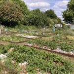 Carshalton Community Food Growing Project